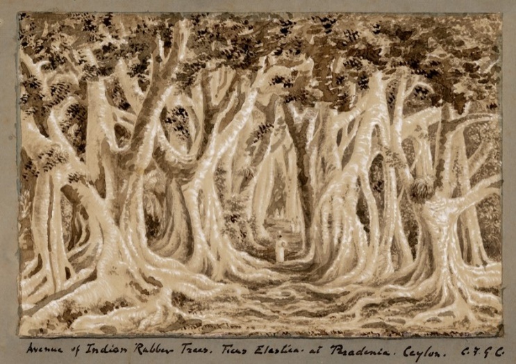  Avenue of Indian Rubber Trees, Ficus Elastica at Peradeniya, Ceylon. C.F.G.C.  2010.75.43.53 (mounted)-O [loose painting][10]