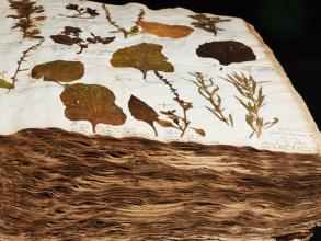 oxford university herbaria specimens