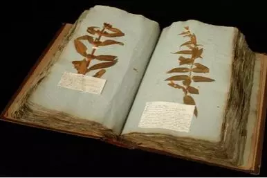 gregorio a reggio book Oxford Herbarium